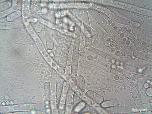 Demystifying the Science of Orgasm: How Celebrator Enhances Pleasure - 3rd Planet Products